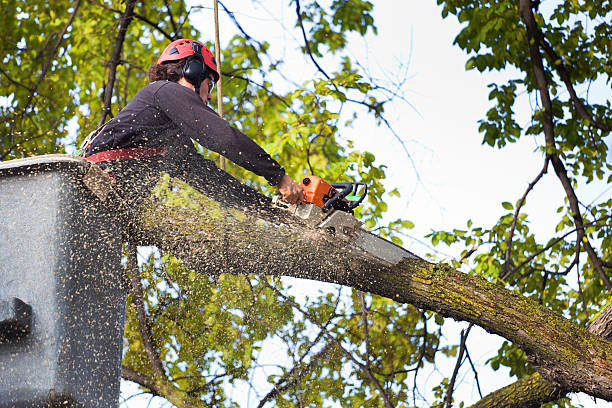 Best Lawn Maintenance Plans  in Hartley, CA