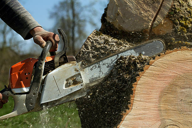 Best Firewood Processing and Delivery  in Hartley, CA